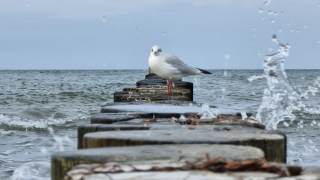 The Sentinel of the Sea